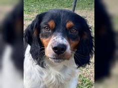 Vas - auch PS gesucht