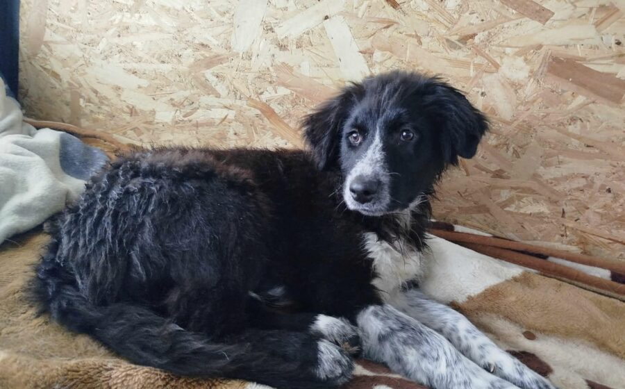 Berti