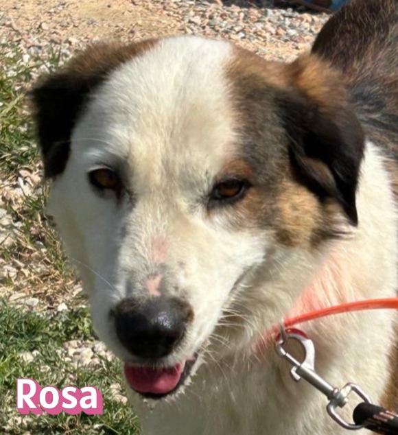 Rosa