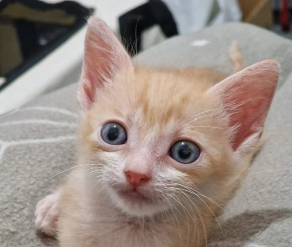 Katzenjunge GRISU