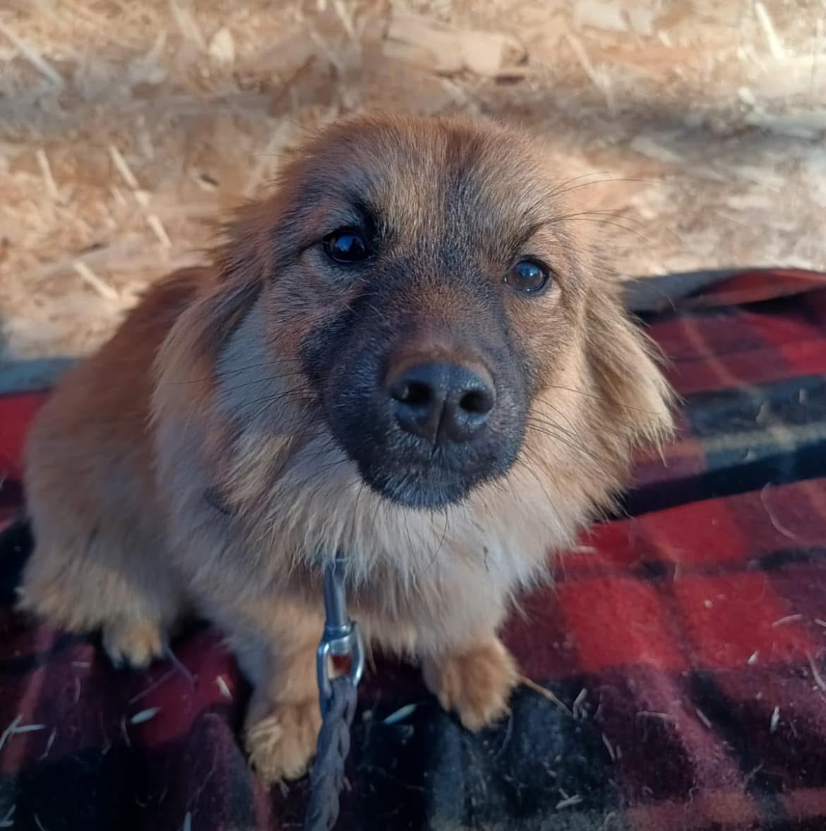 Suri