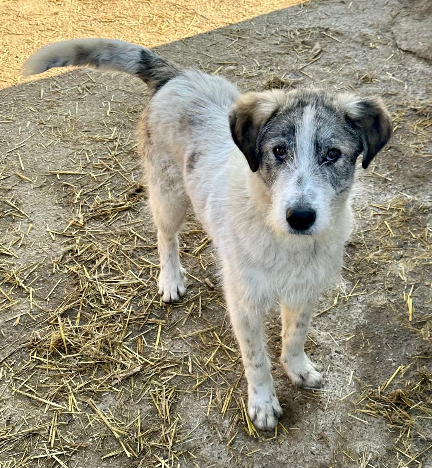 Struppi🐾lebt im Tierheim
