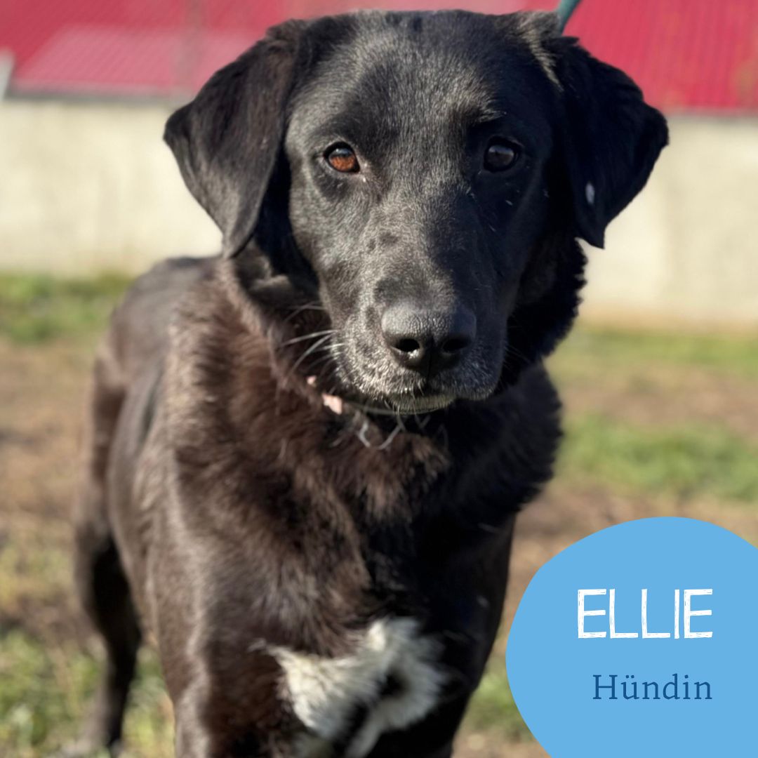 Ellie