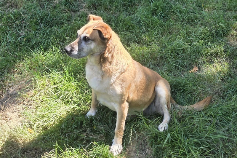 Vanja