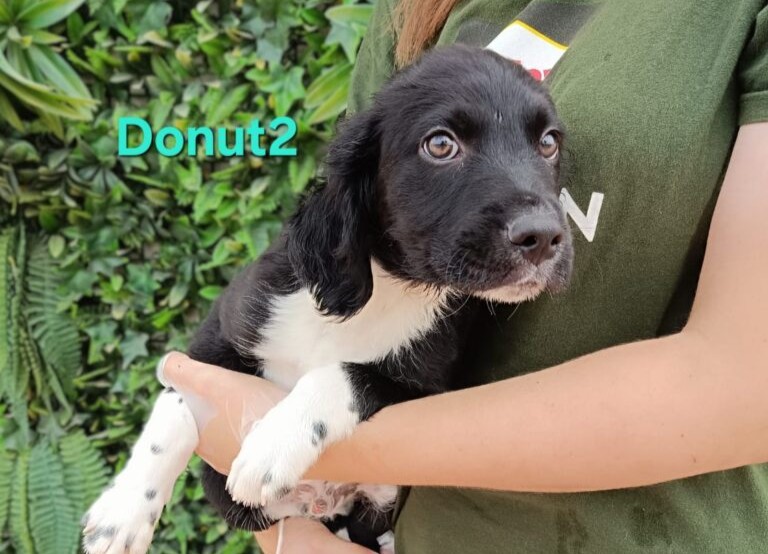 Donut2
