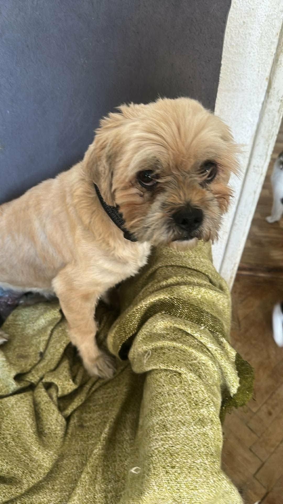 Peanuts-braver Rüde sucht