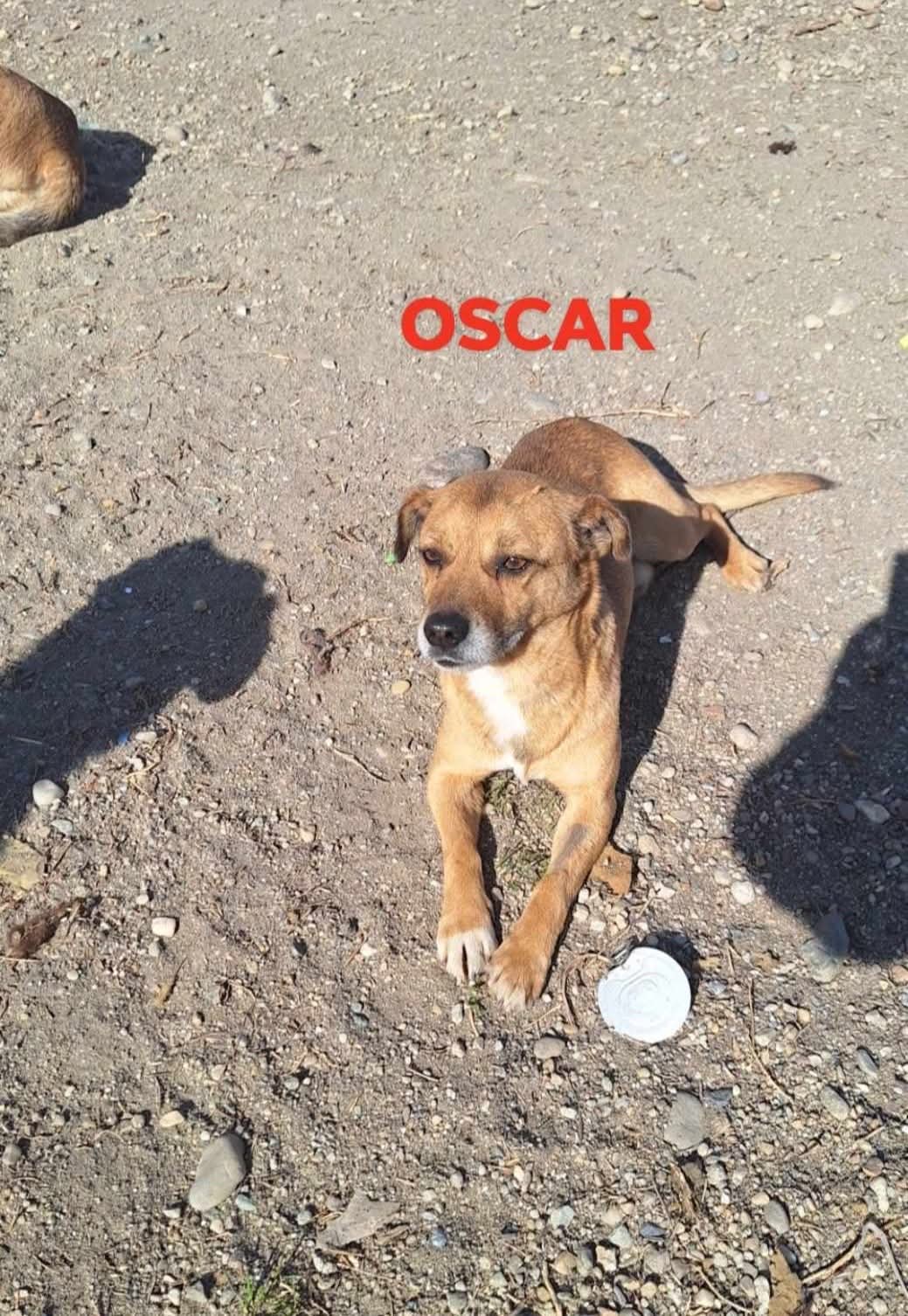 Oskar2