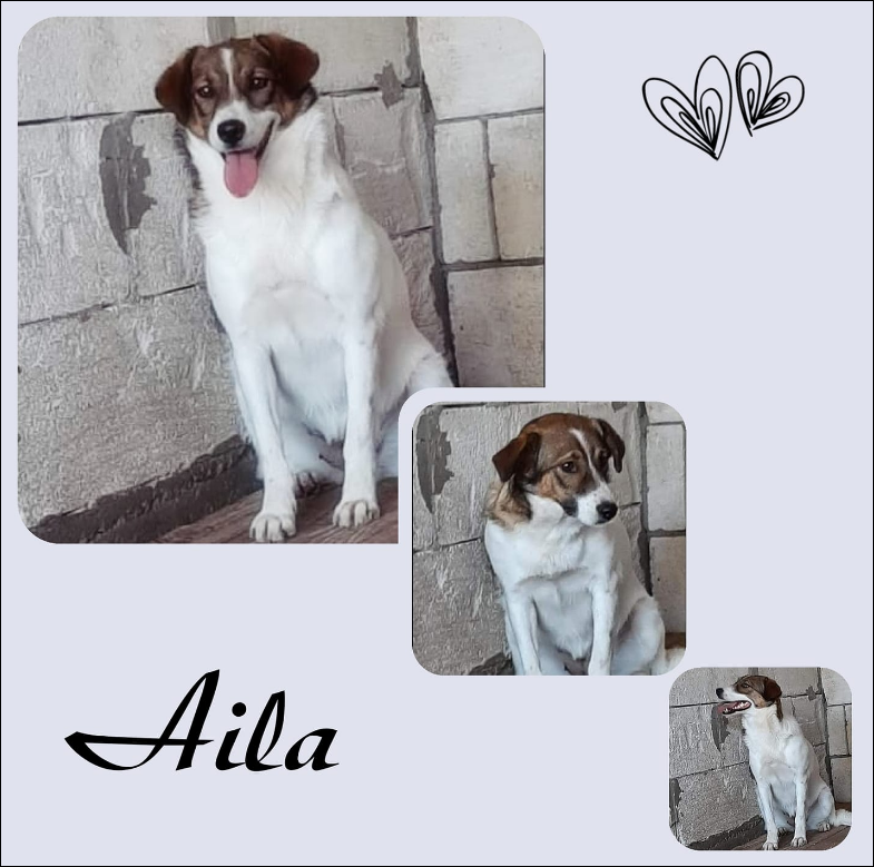 AILA