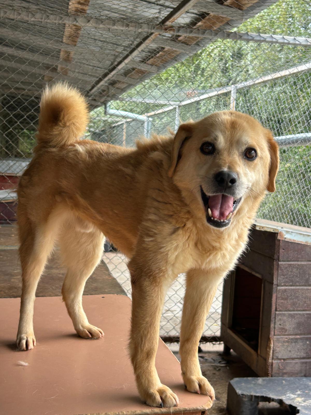 Dingo