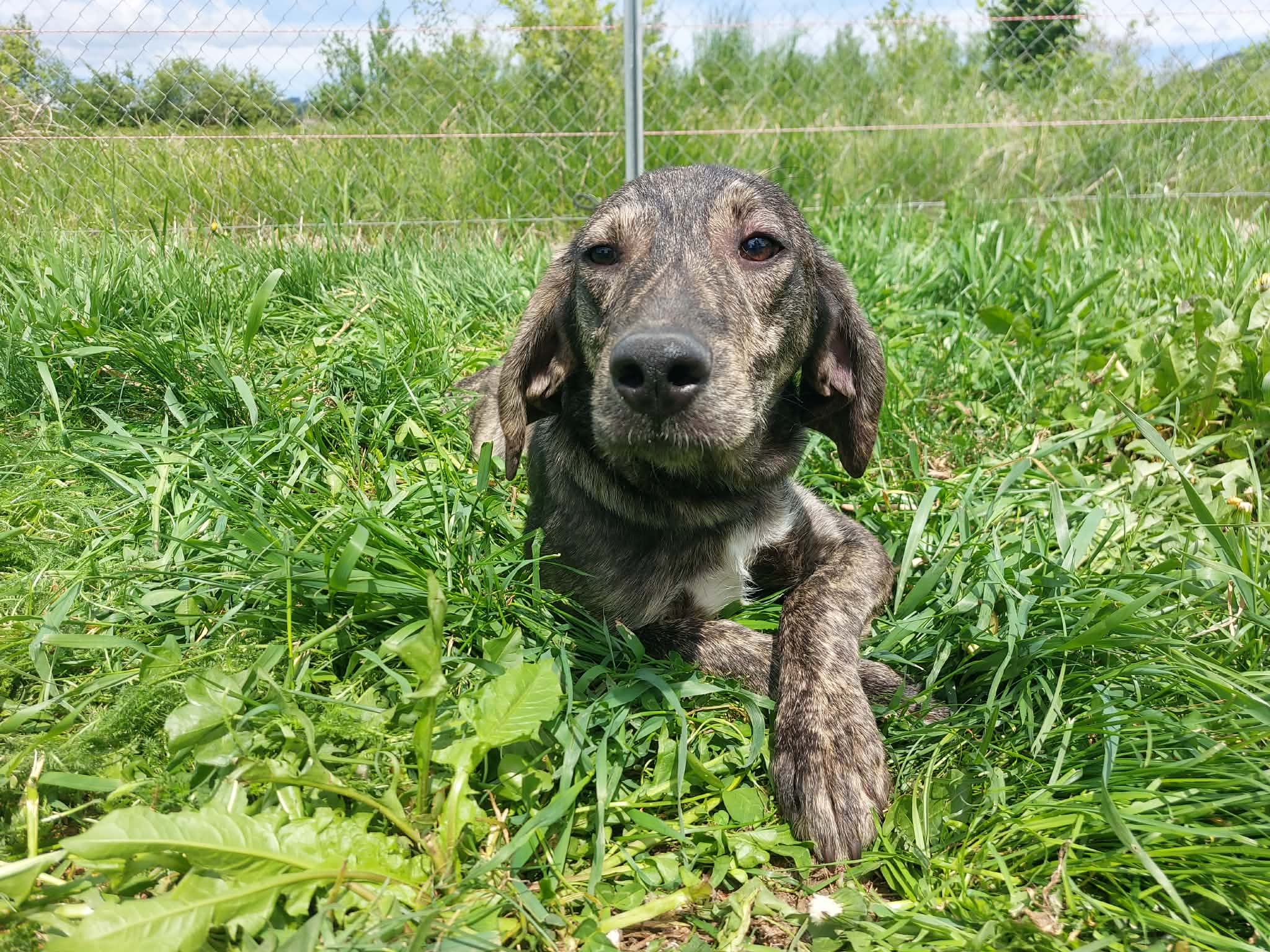 Bonny 🐾🐕