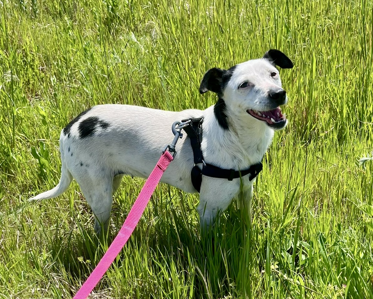 Rosie💕unser Frechdachs