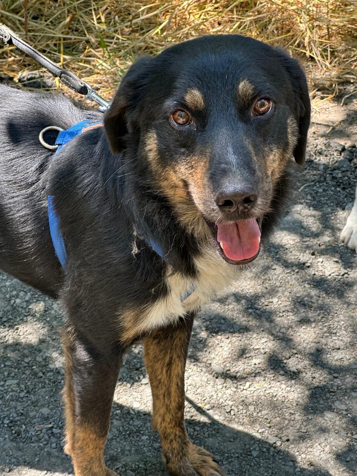 Hugo