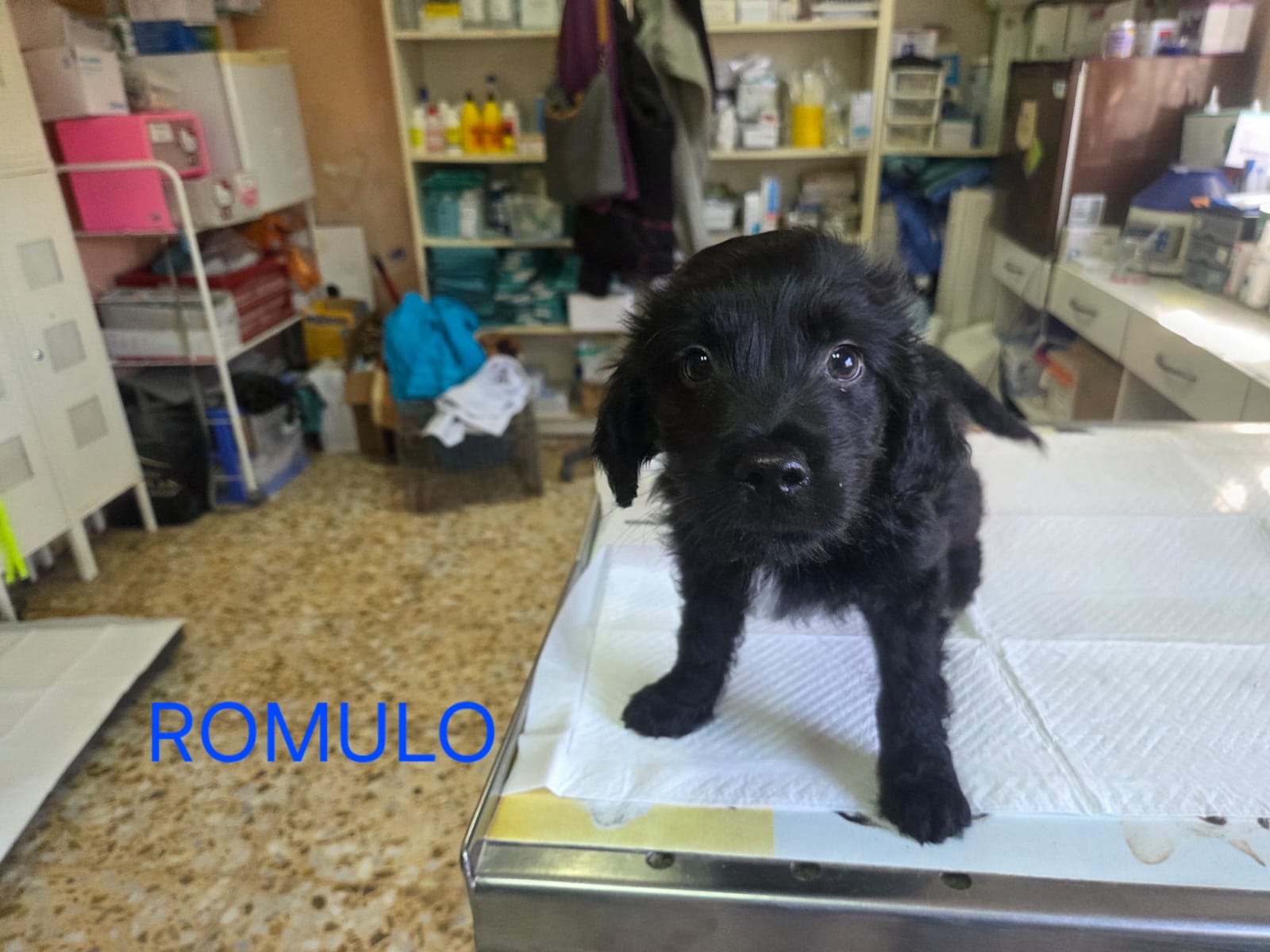 Romolu