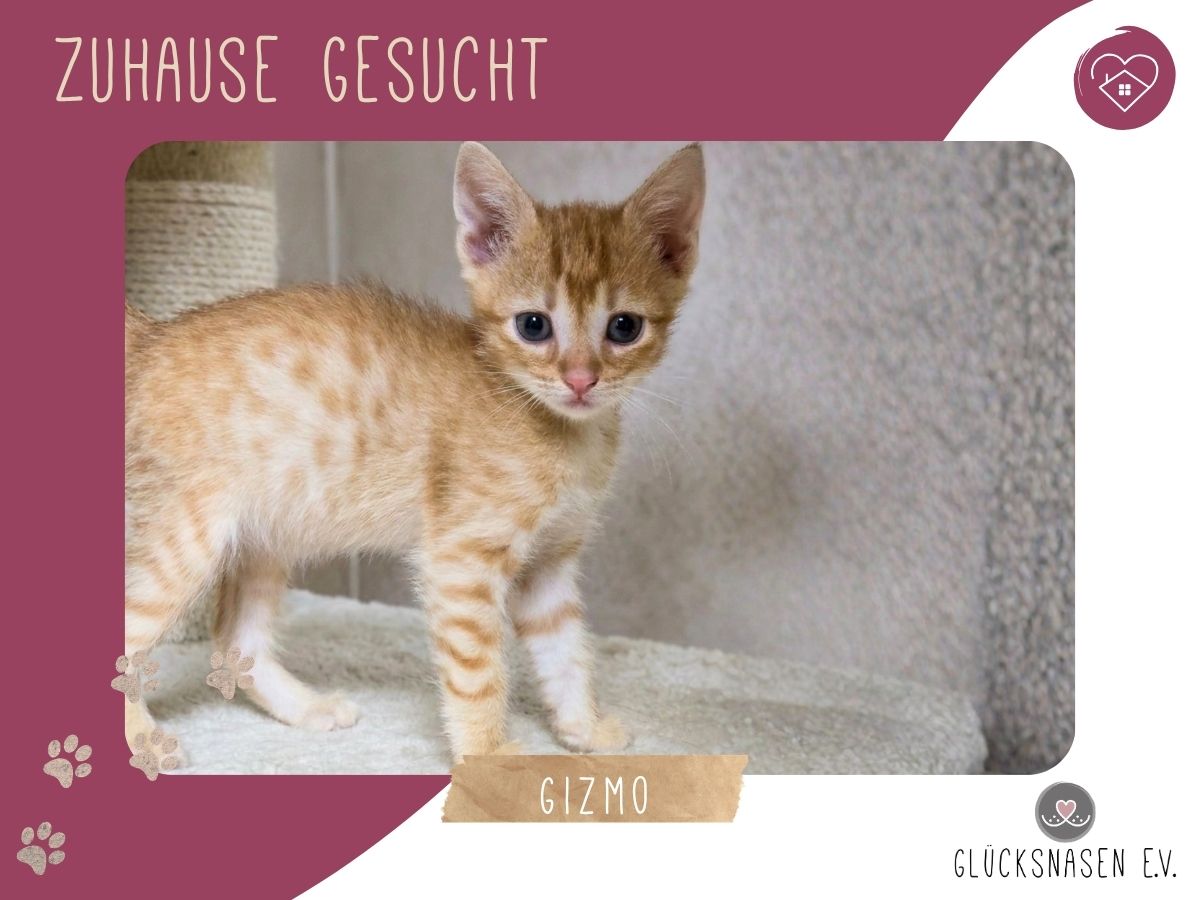 Gizmo sucht seine Dosis