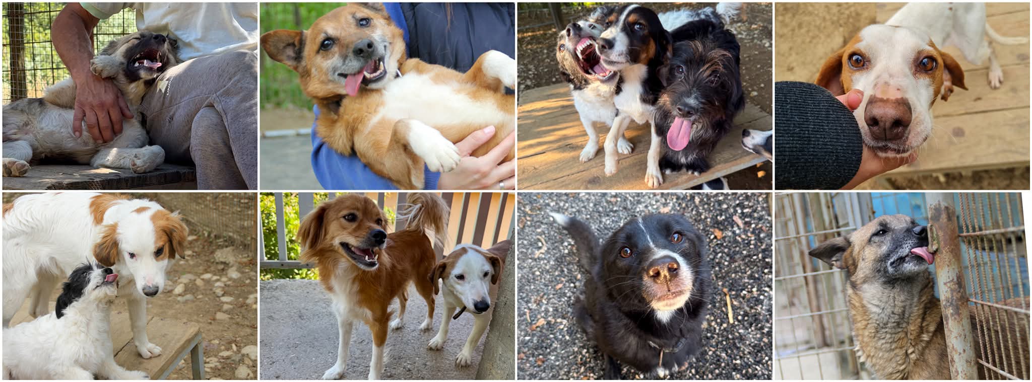 Stray Dogs Bosnien e. V.