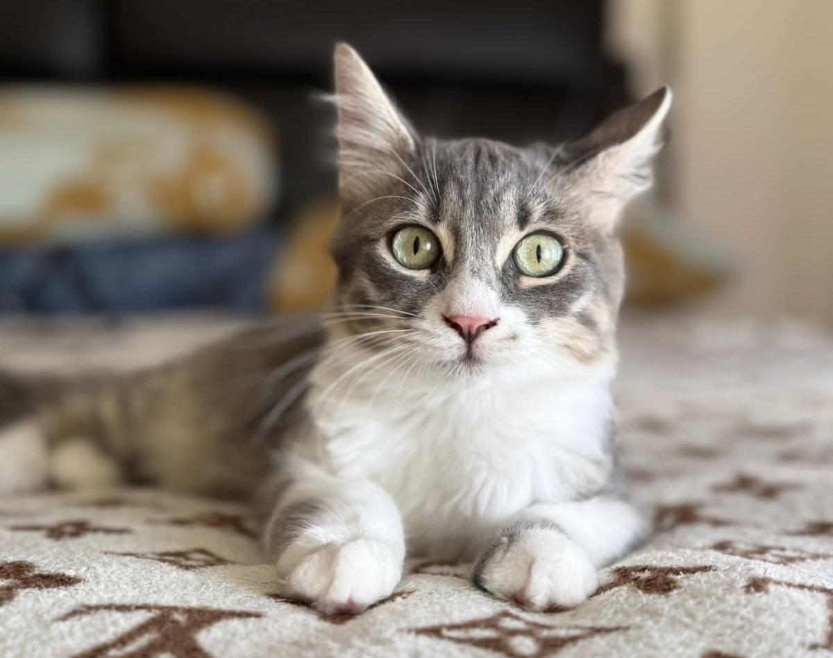 Maxi - FIV+