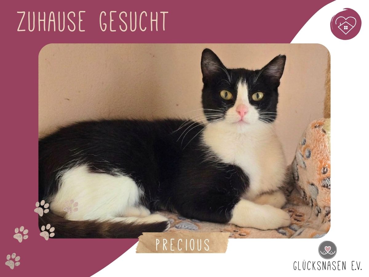 Precious liebt kuscheln sehr