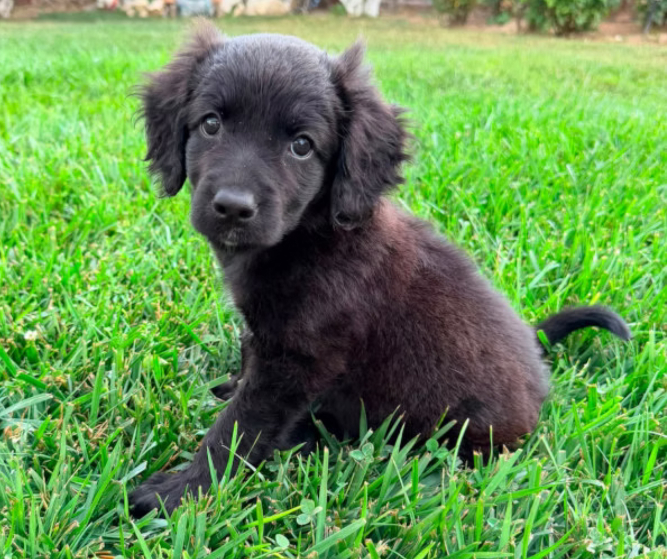 Coco