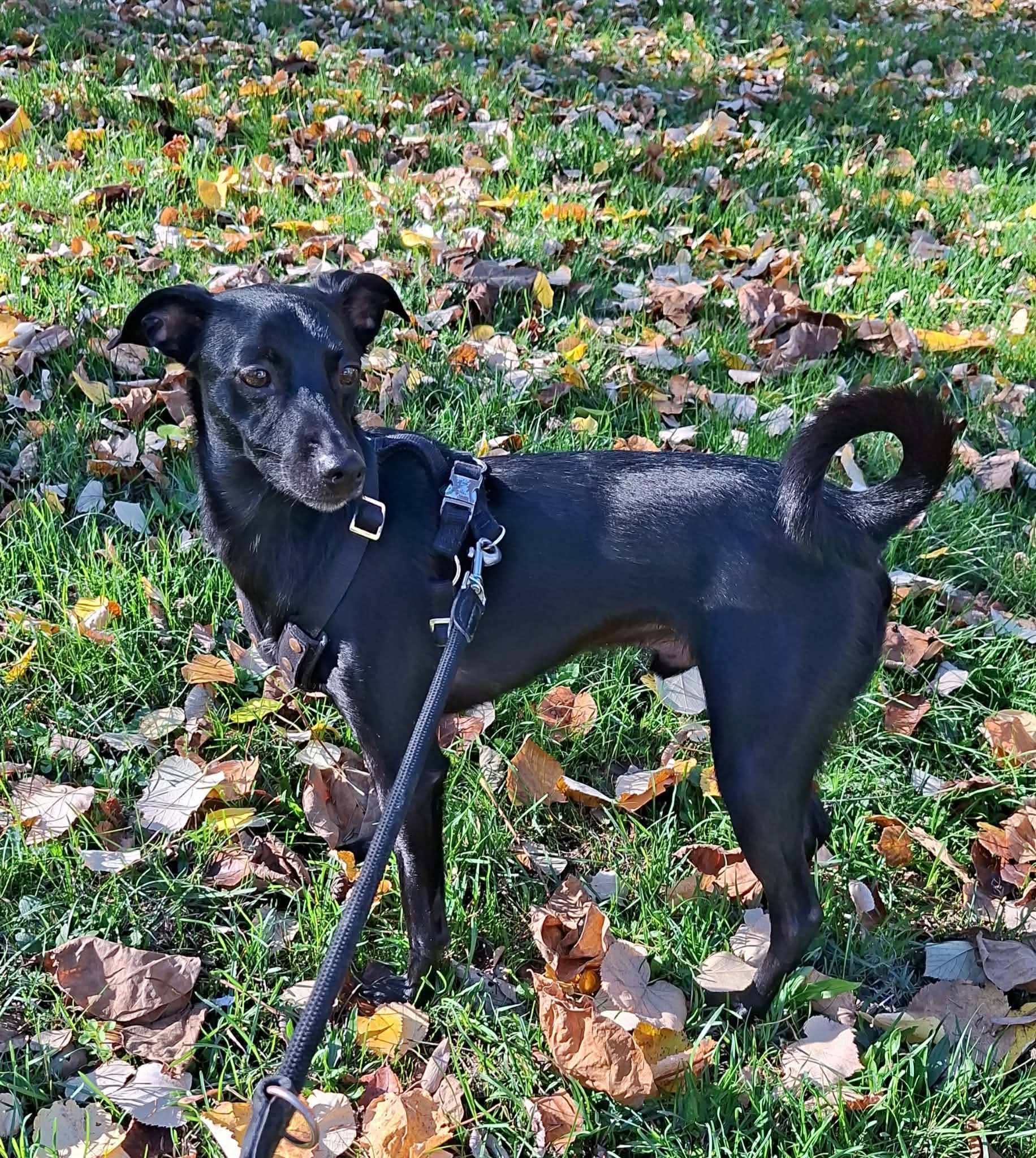 Chester ❤️
