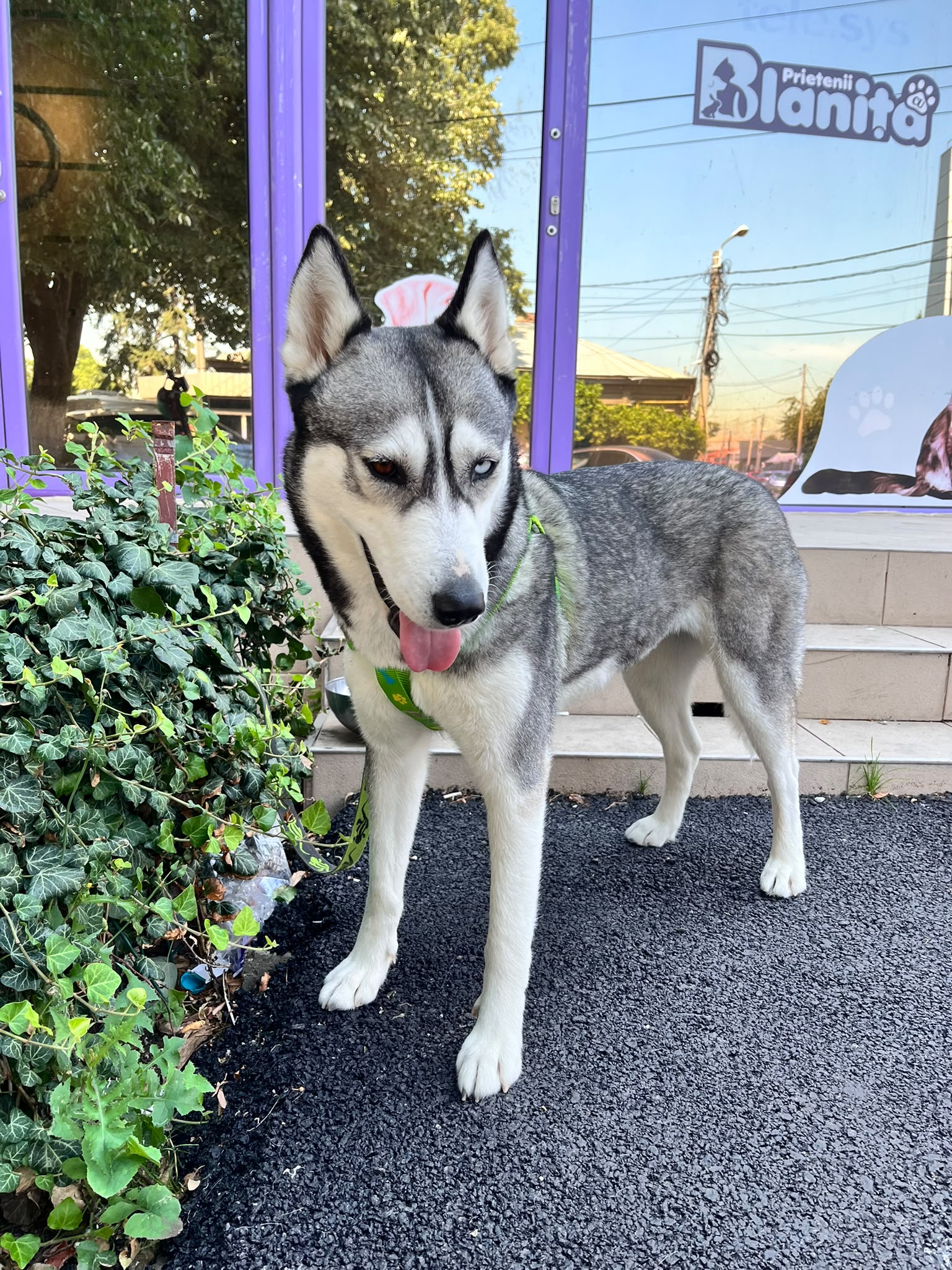 Barbara 🐕