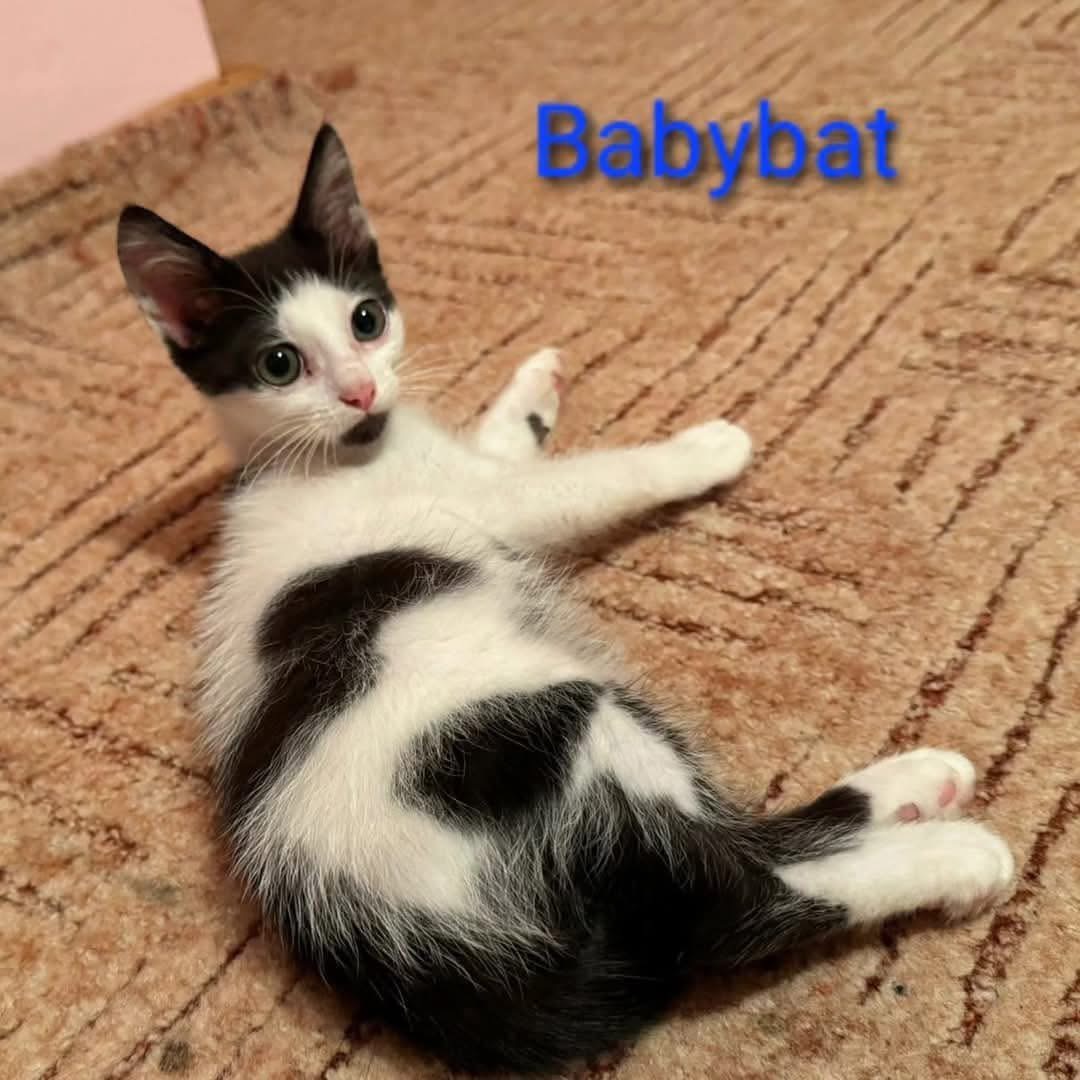 Babybat 🐾🐈