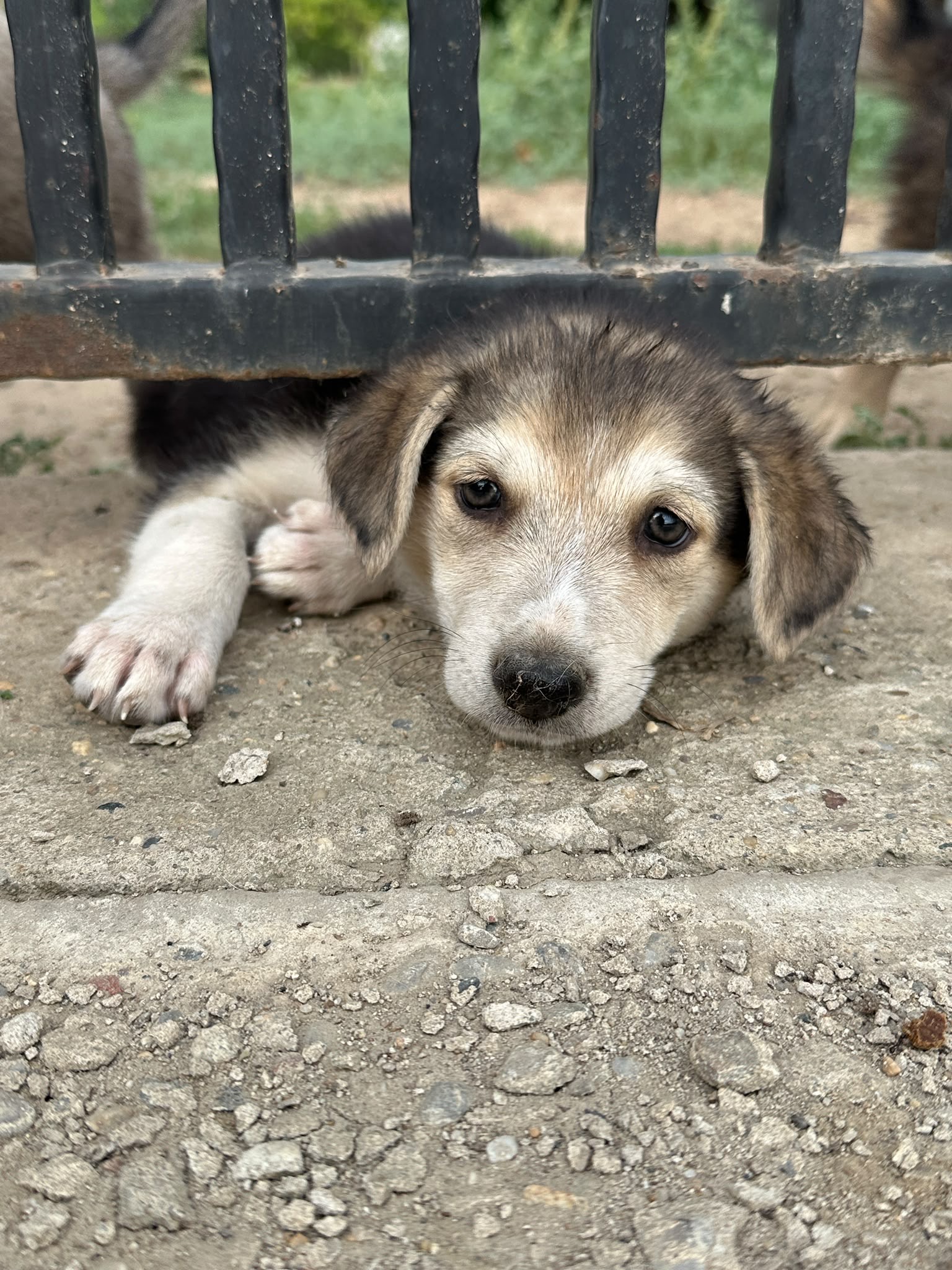 Ayah 🐾🐶