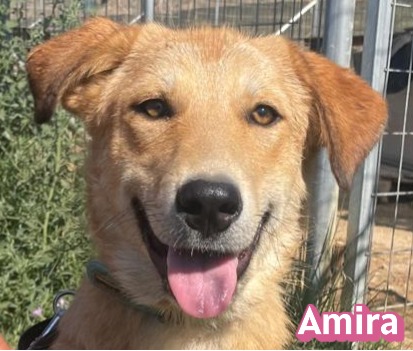 Amira