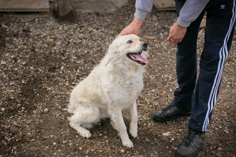Mischa