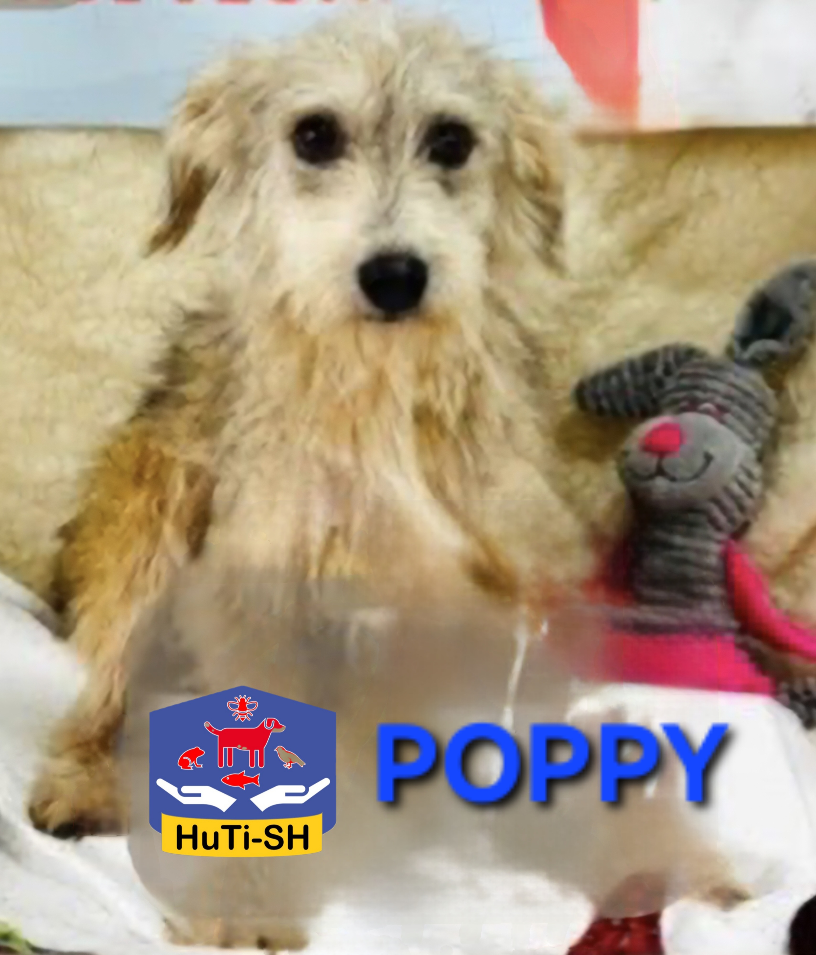Poppy