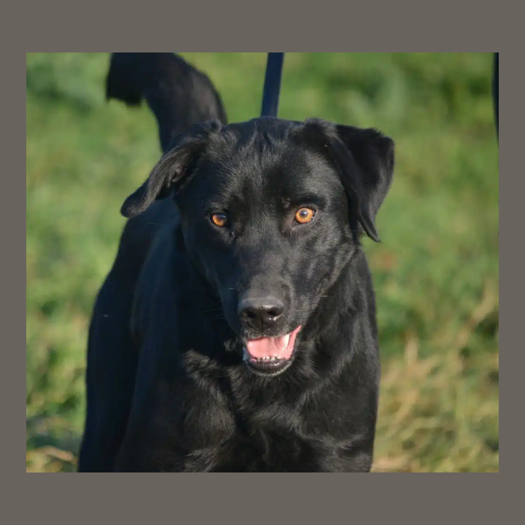 Blacky II