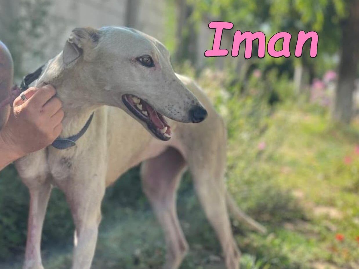 Iman