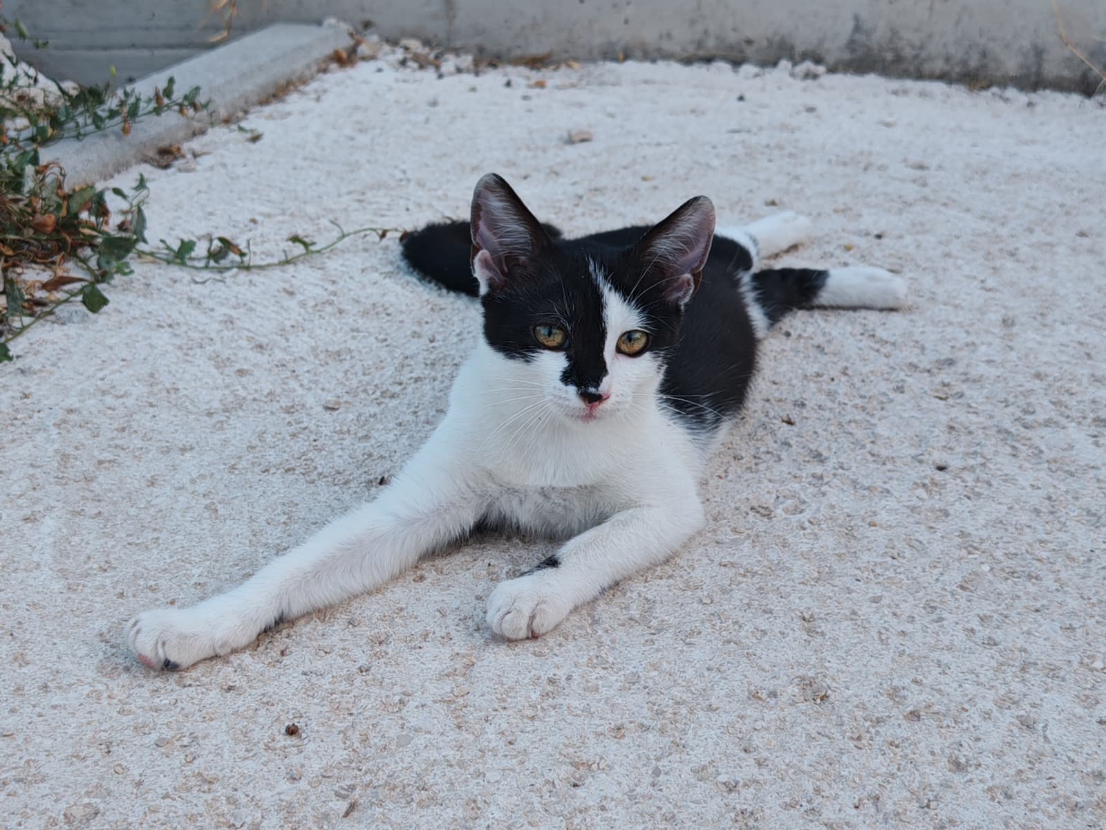 Morgana