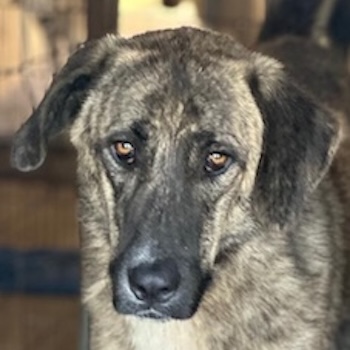 Talula