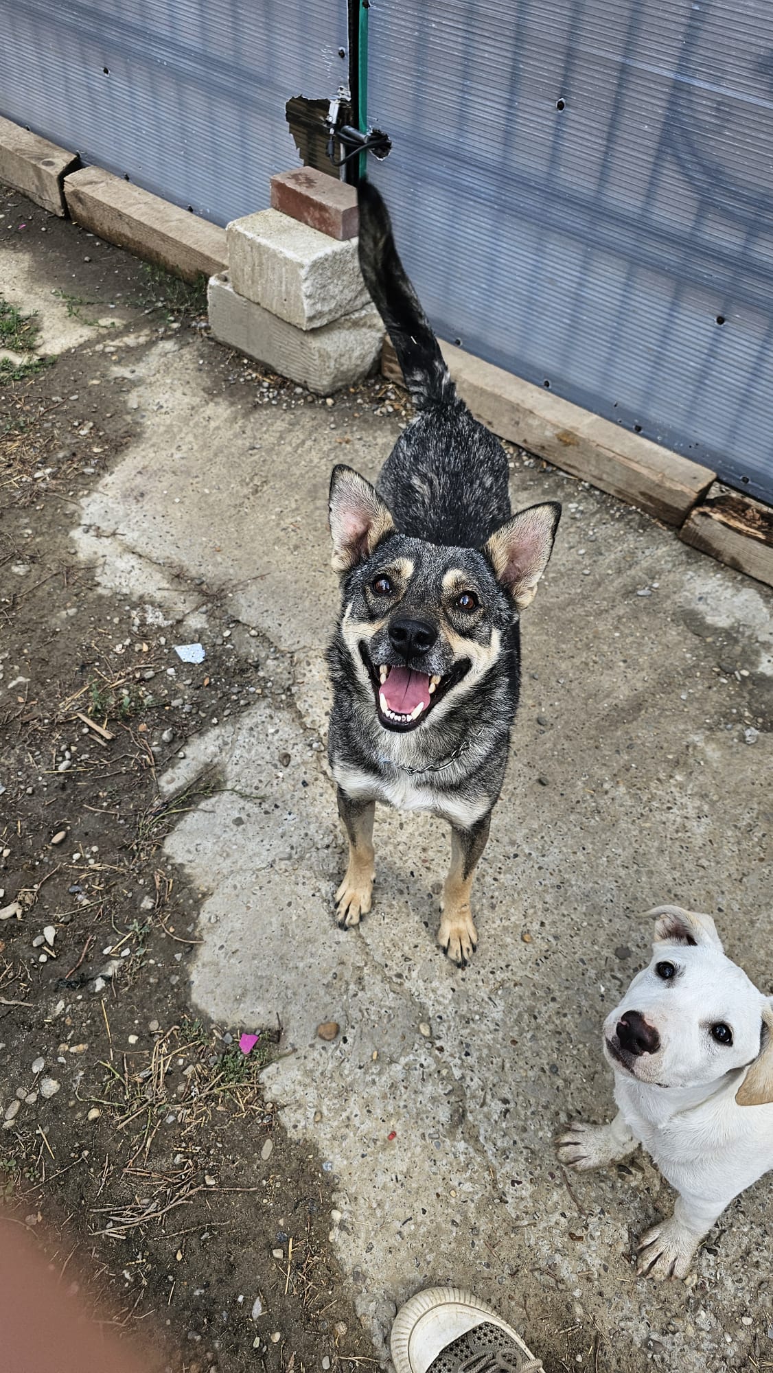 Amaro 🐕