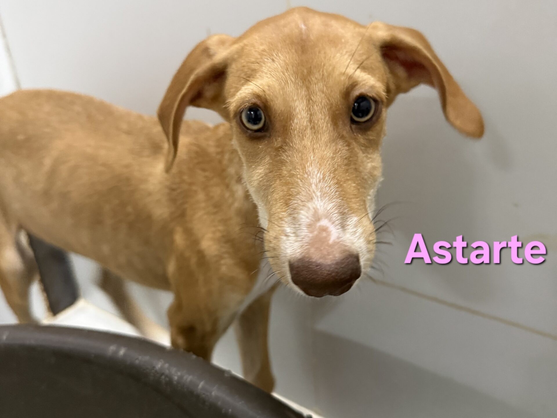 Astarte