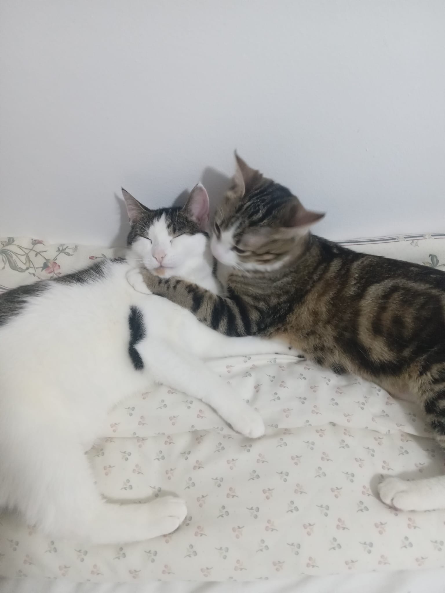 Tigra&Zen 🐾🐈