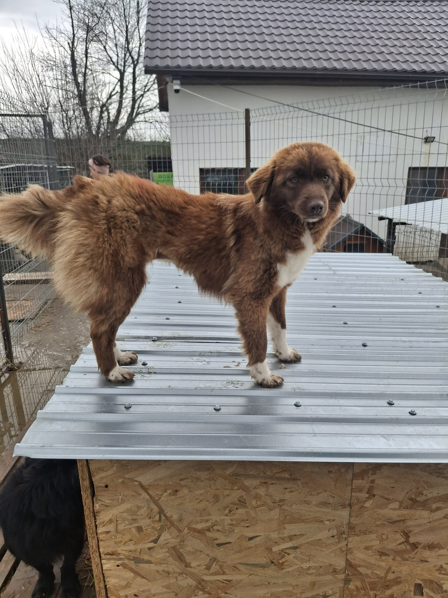 Zimt🐾aktive Hündin