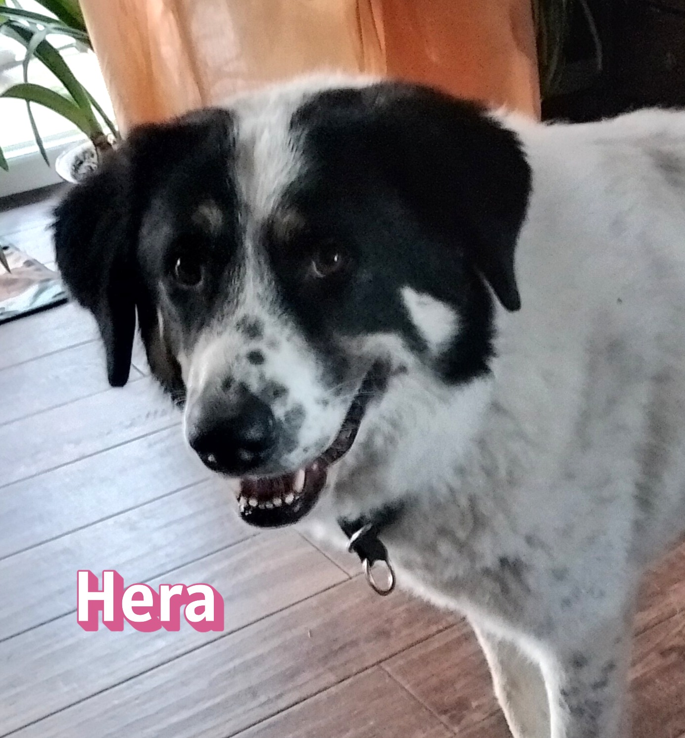 Hera