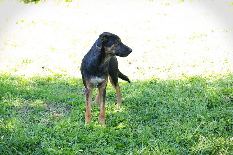 Darcy