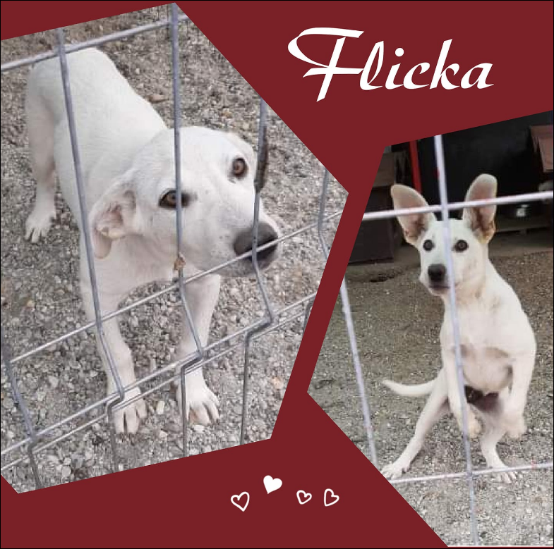 Flicka