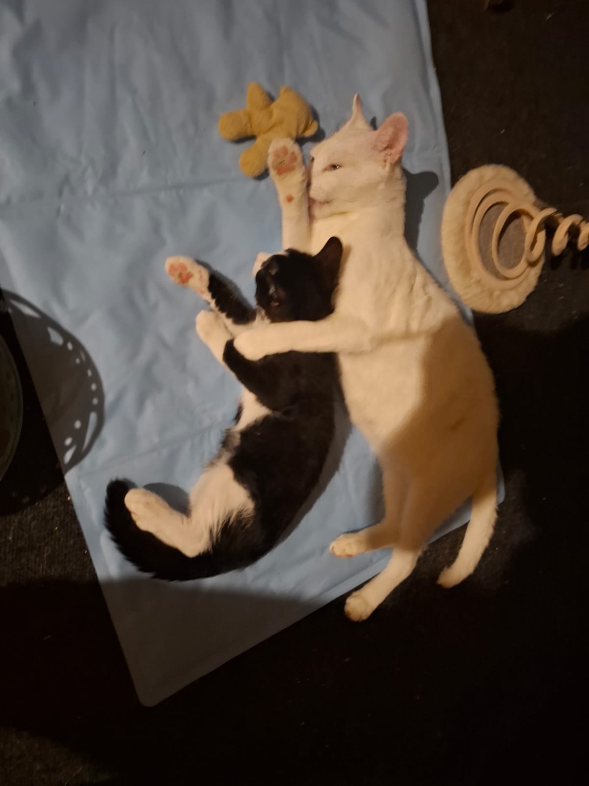 Whitey und Nero