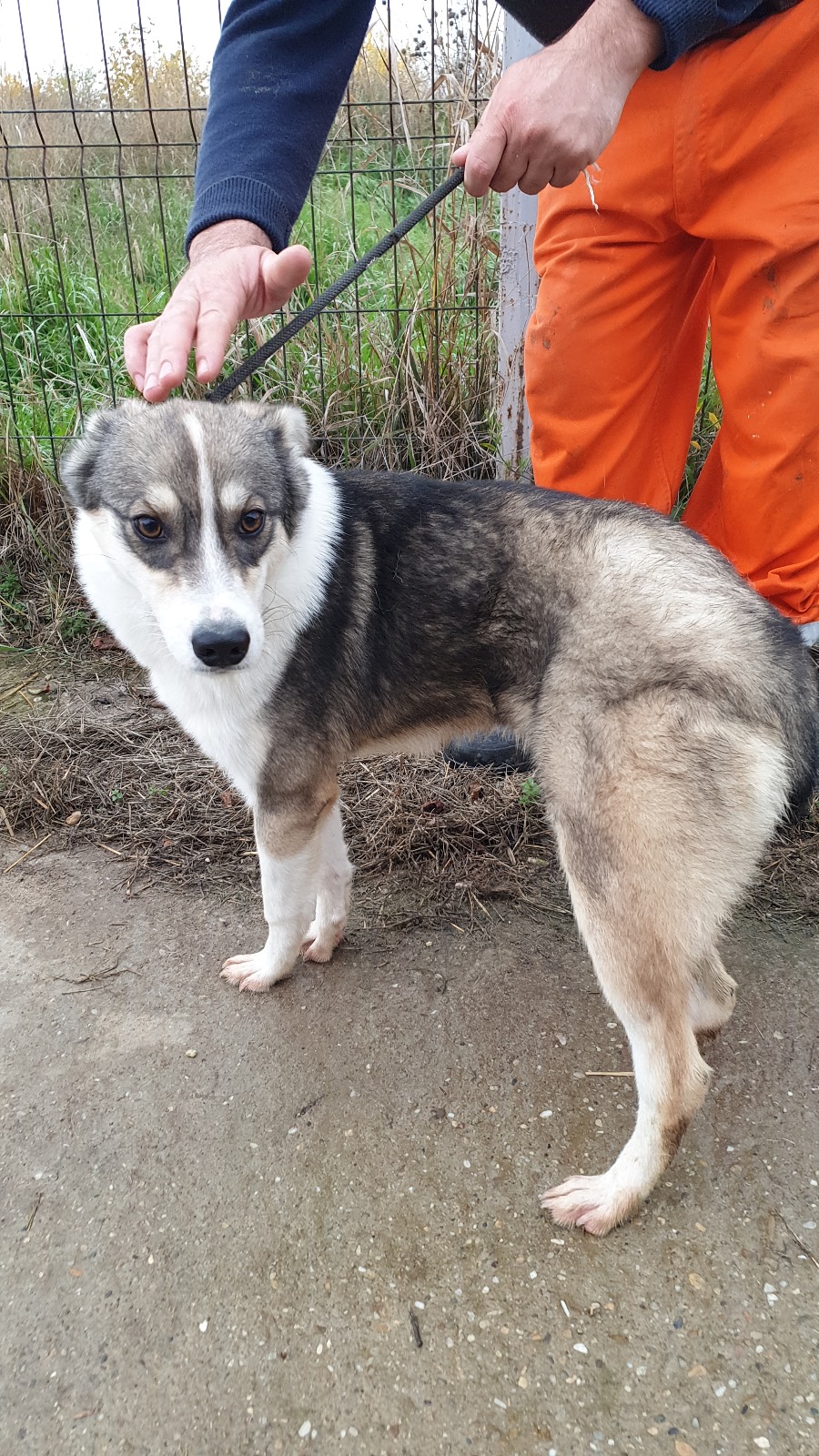 Nanuk