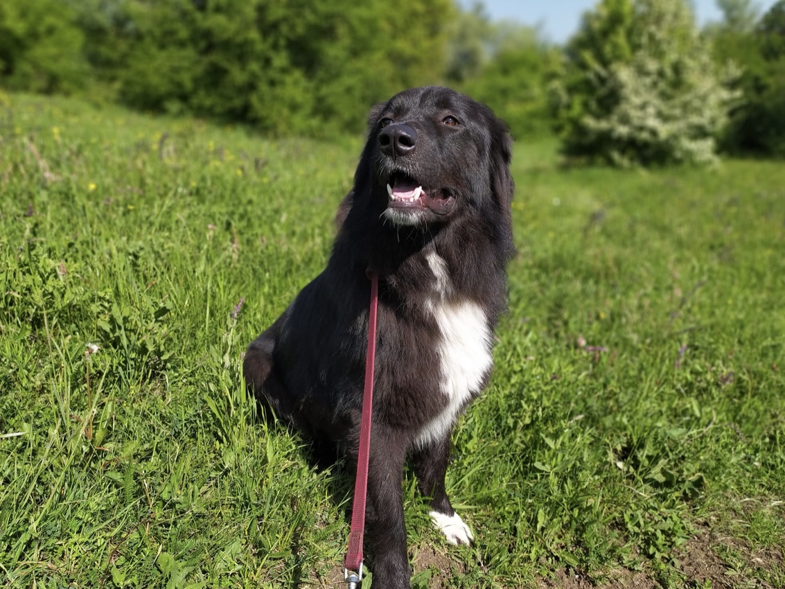 Vanko