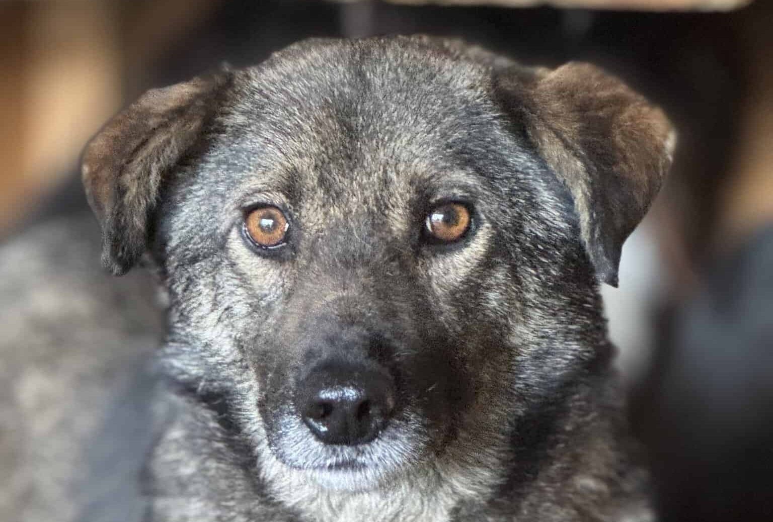 Skita
