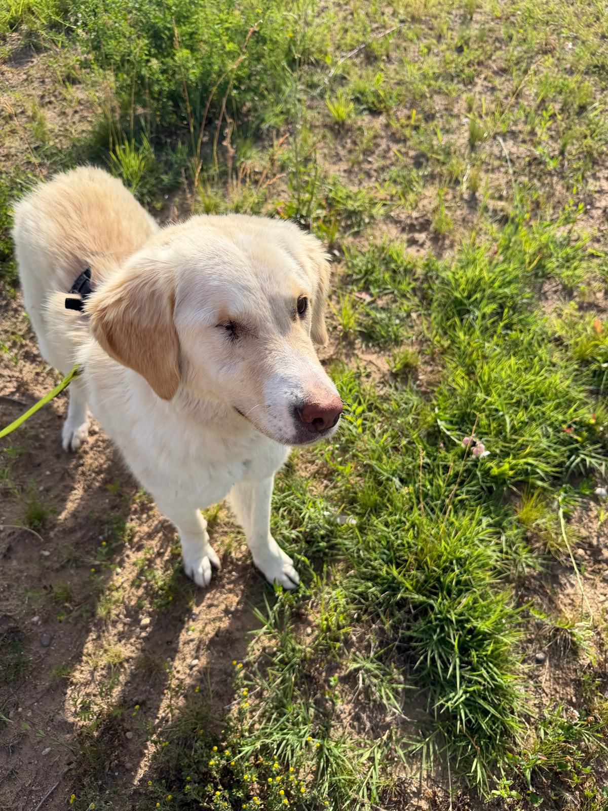 Nala