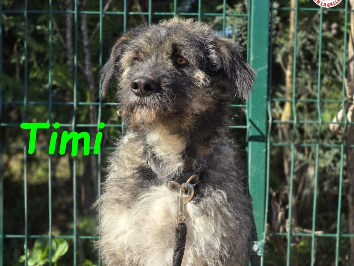Timi
