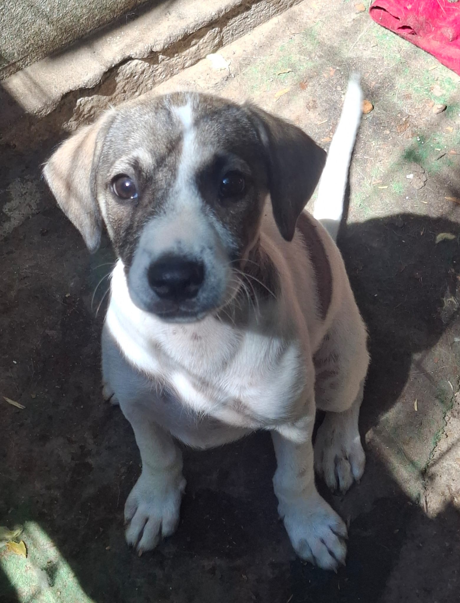 Nelly 🐾🐕