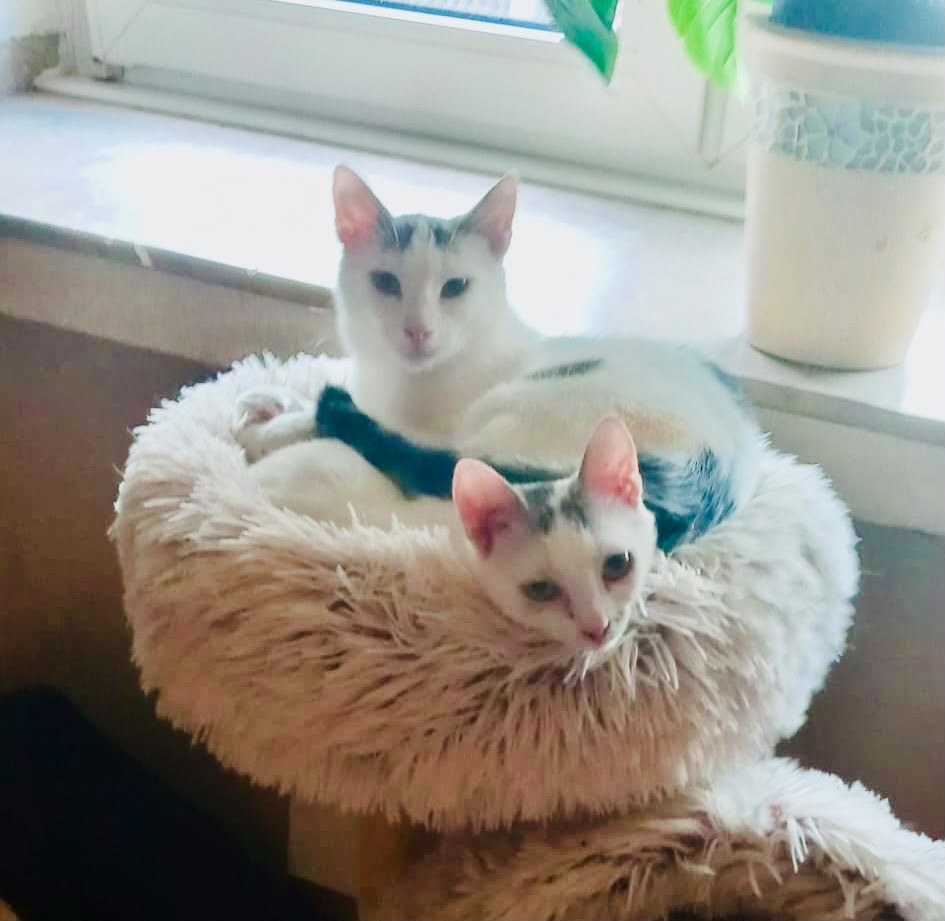 Nora und Nero  PS 59399 Olfen