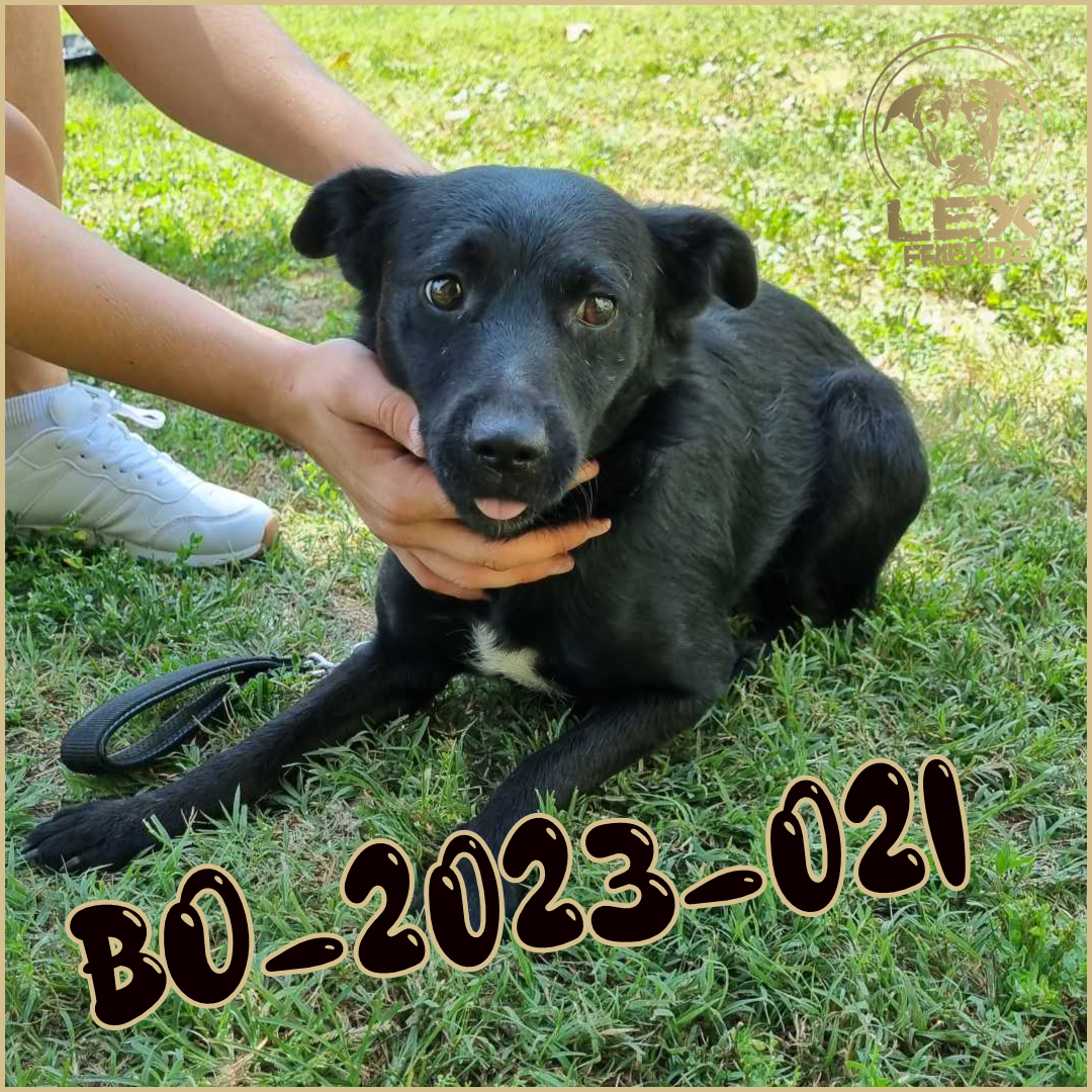 BO-2023-021