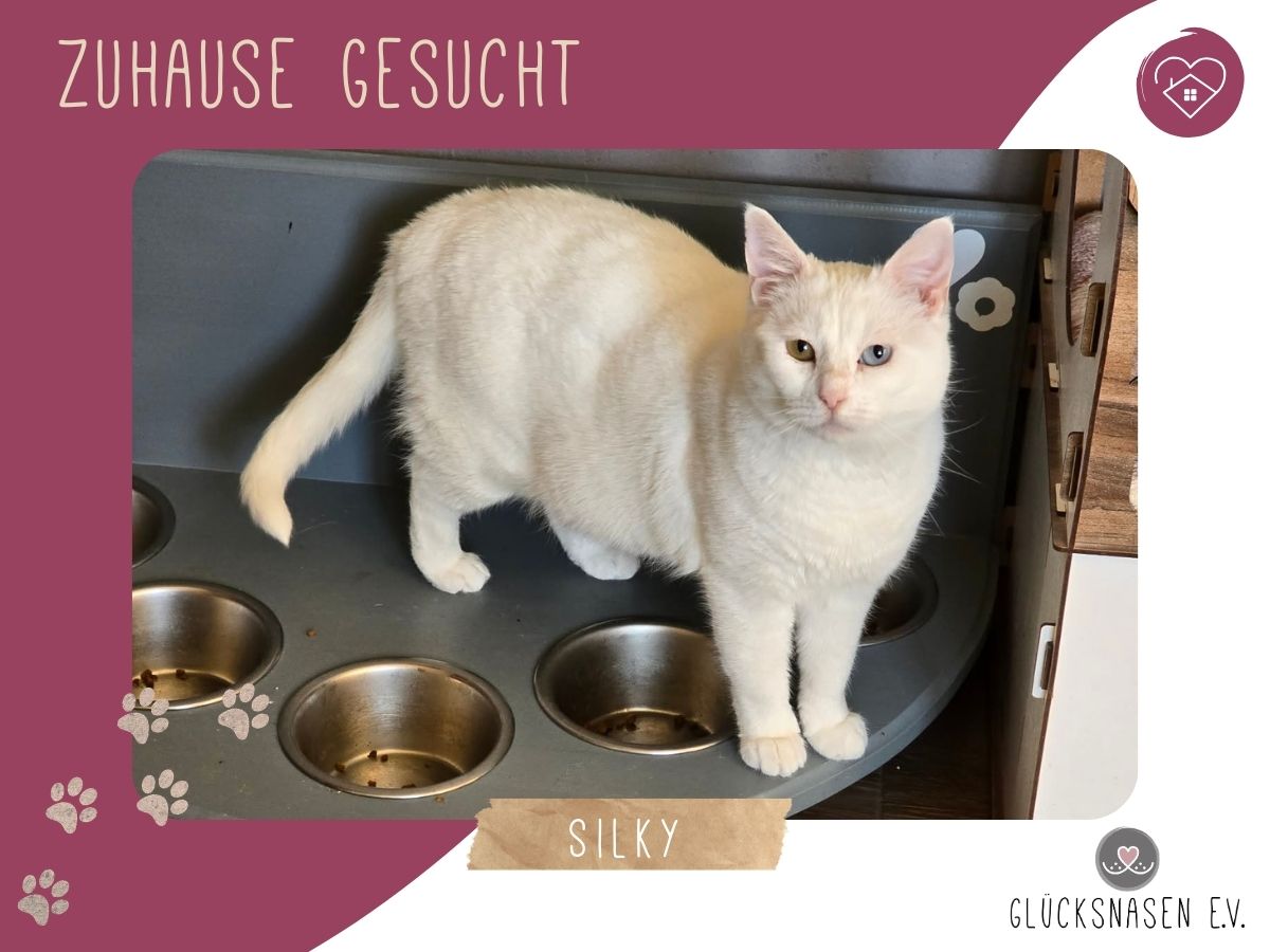 Silky wartet auf ihre Dosis
